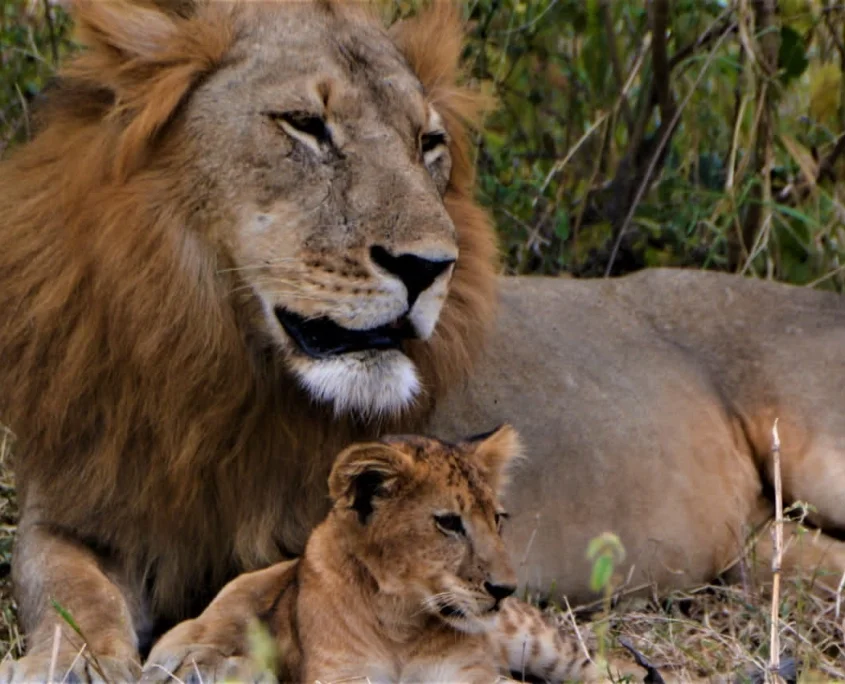 2 Days Selous Fly-In Safari